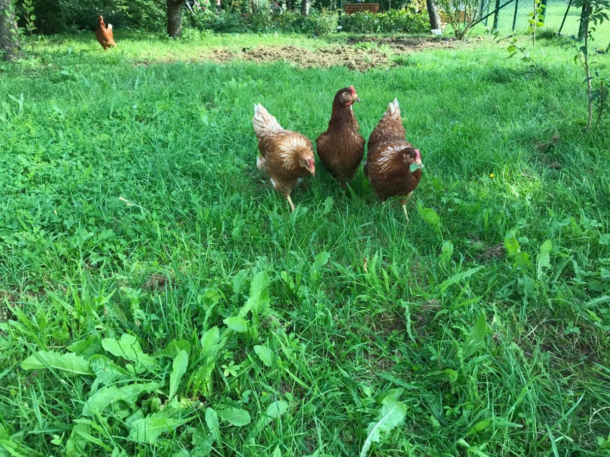 Feriendomizil Taupadel Daire Burgel  Dış mekan fotoğraf
